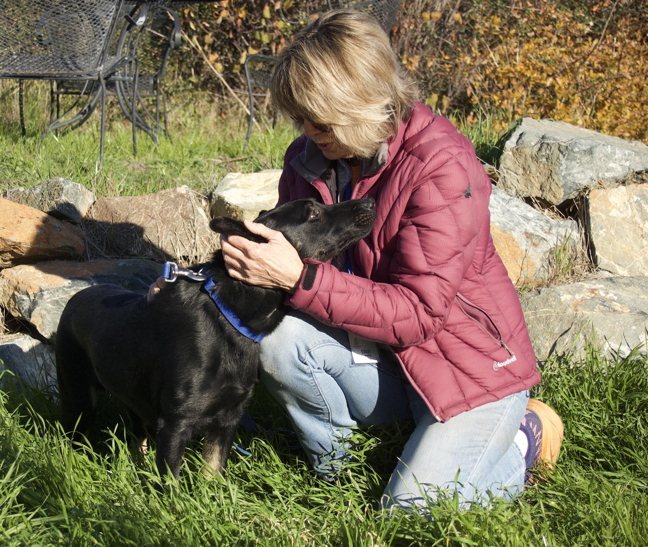 Enlarge Stimpy, an adopted mixed breed in Grass Valley, CA image 2/3