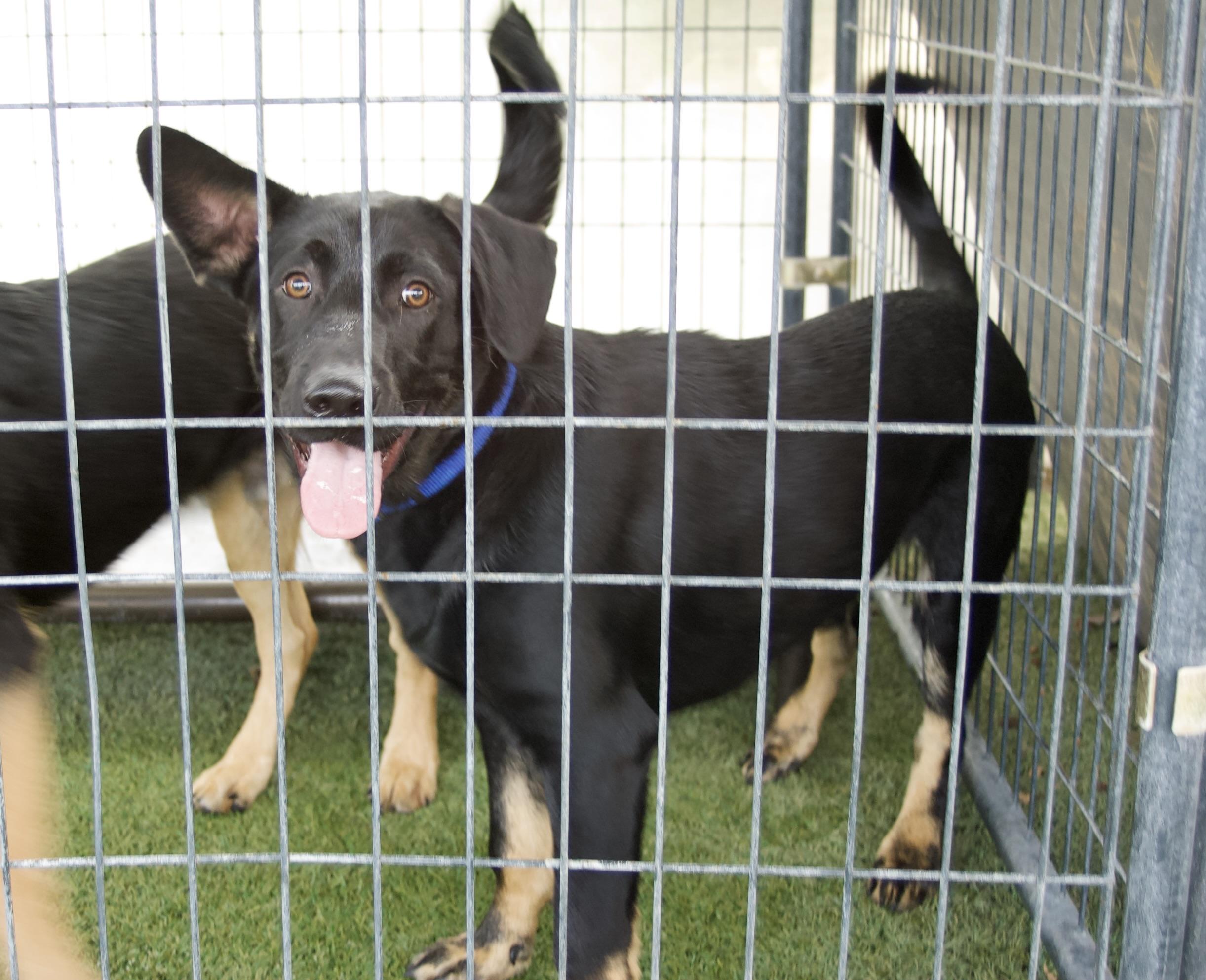 Stimpy, a Adoptable mixed breed in Grass Valley, CA image 1/2