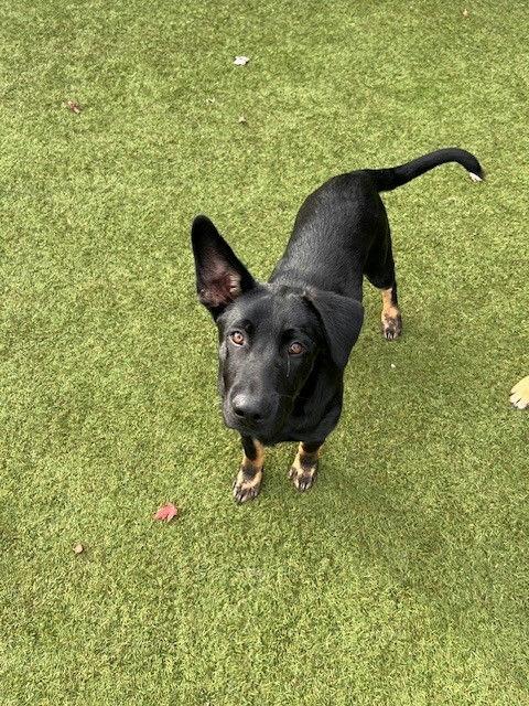 Stimpy, Adoptable, Young Male Shepherd.