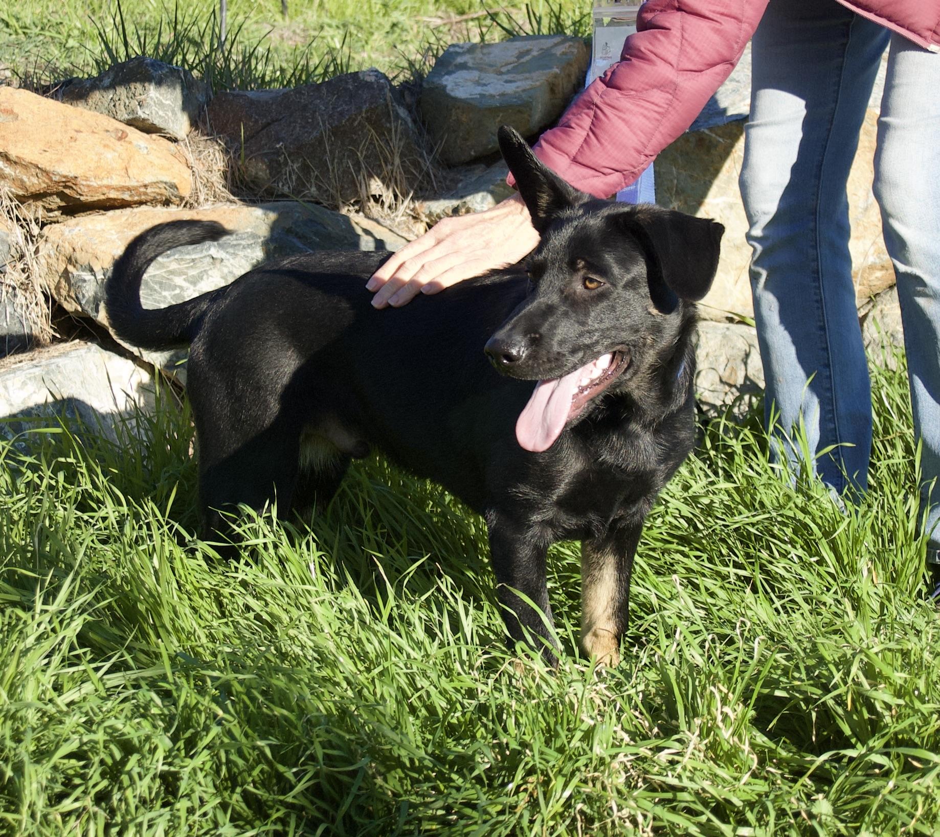 Enlarge Stimpy, an adopted mixed breed in Grass Valley, CA image 3/3