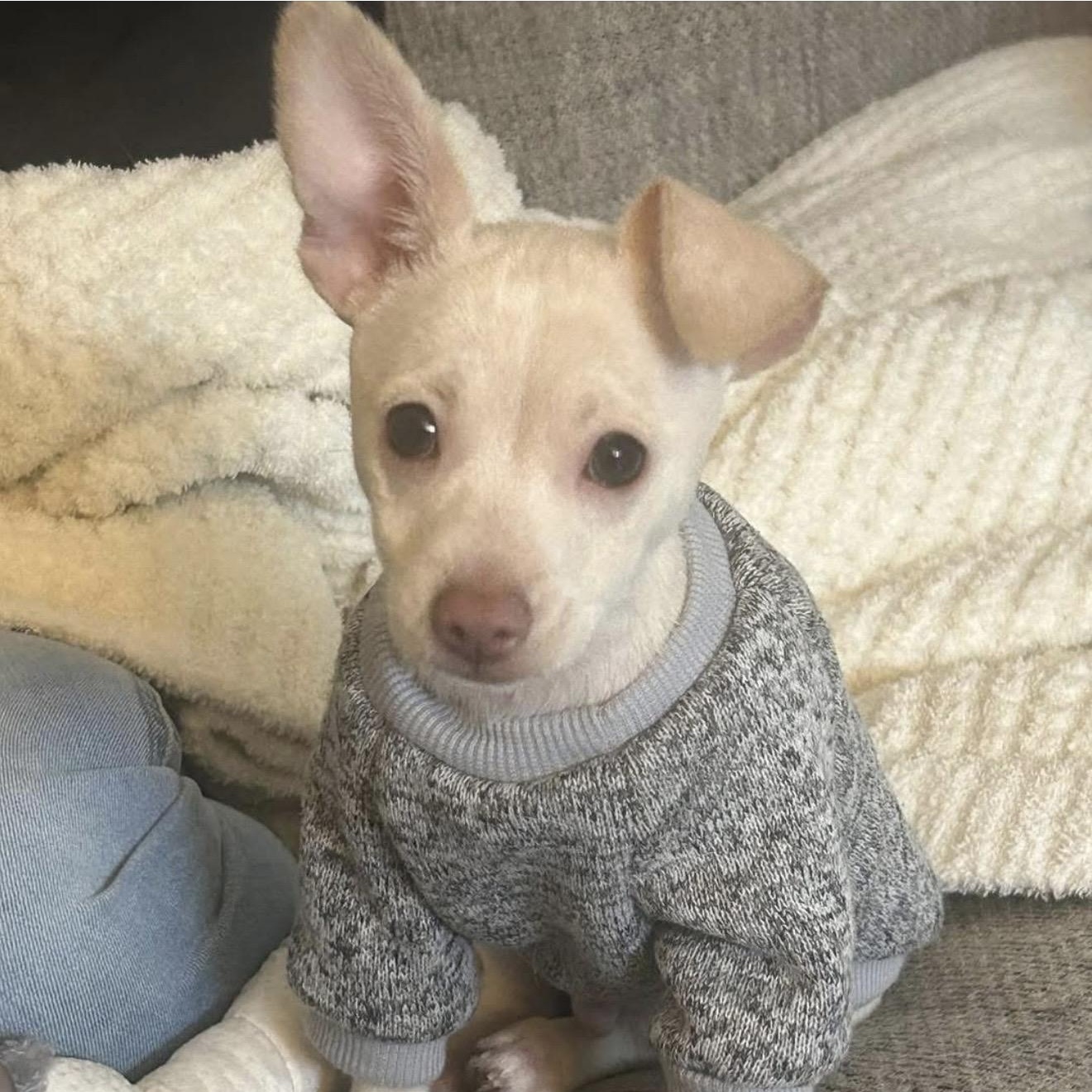 Pedro, ADOPTABLE, Puppy Male Chihuahua.