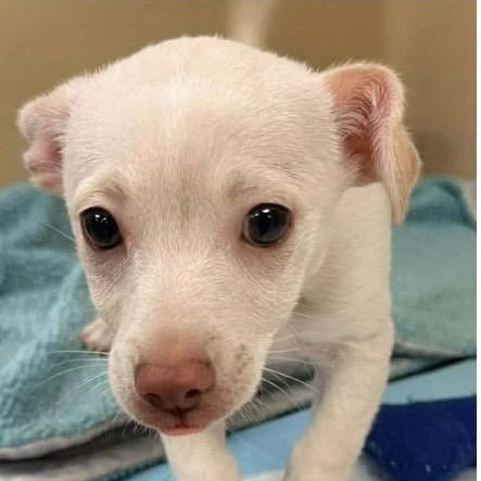 Enlarge Pedro, a ADOPTABLE mixed breed in Santa Rosa, CA image 2/2