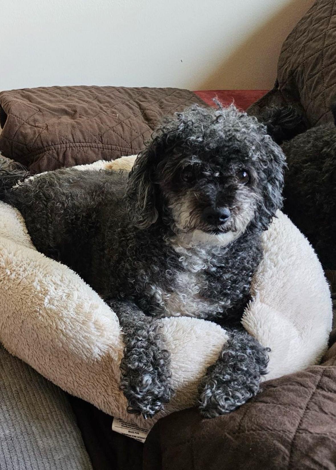 Cosmo, Adopted, Senior Male Poodle.
