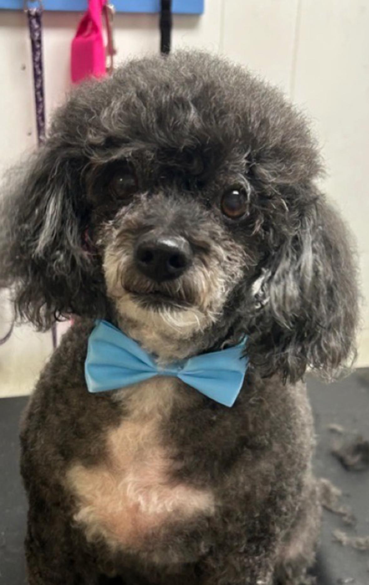 Enlarge Cosmo, a Adopted Poodle in Lancaster, PA image 2/2