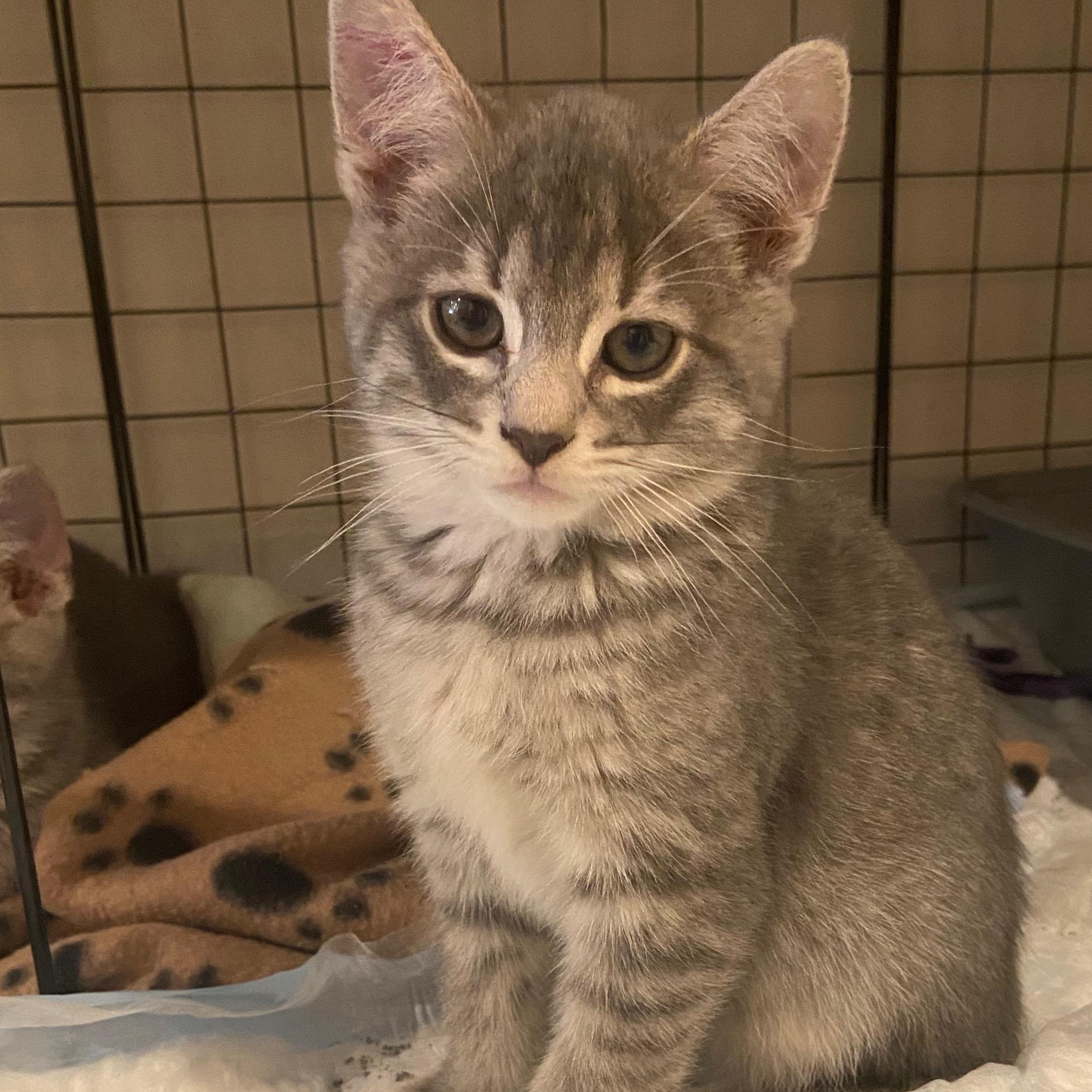 Cedric, Baby Male Tabby