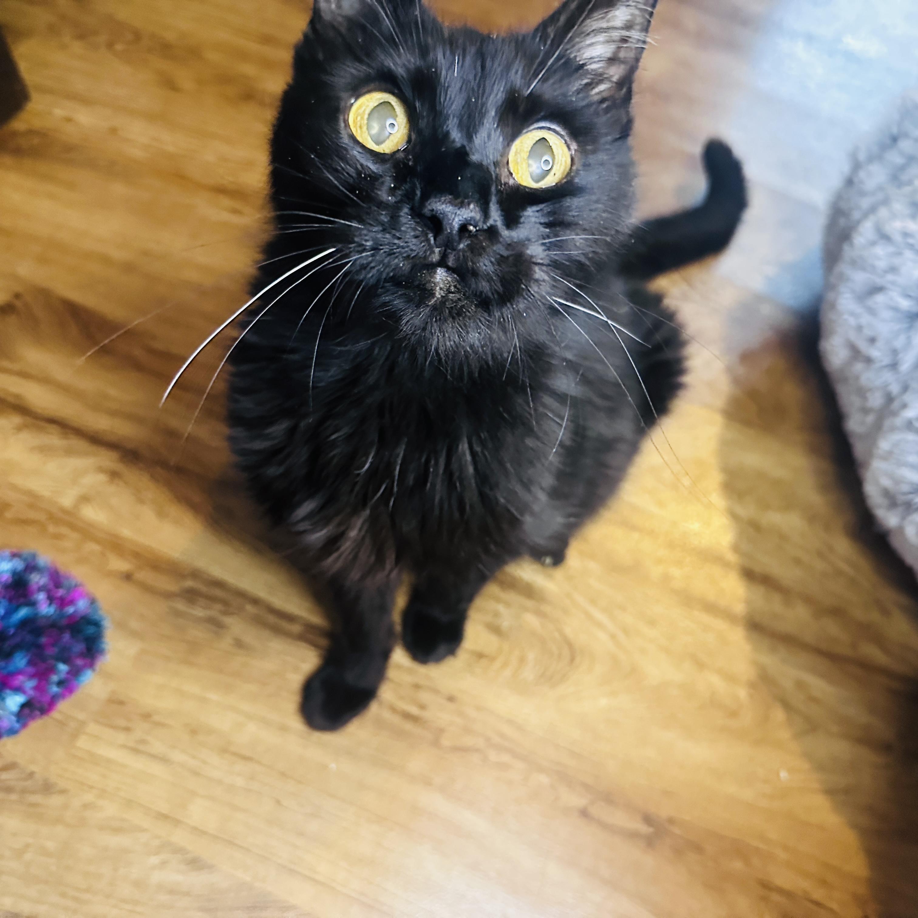 Gary, a ADOPTABLE American Shorthair in Nashville, TN image 1/4
