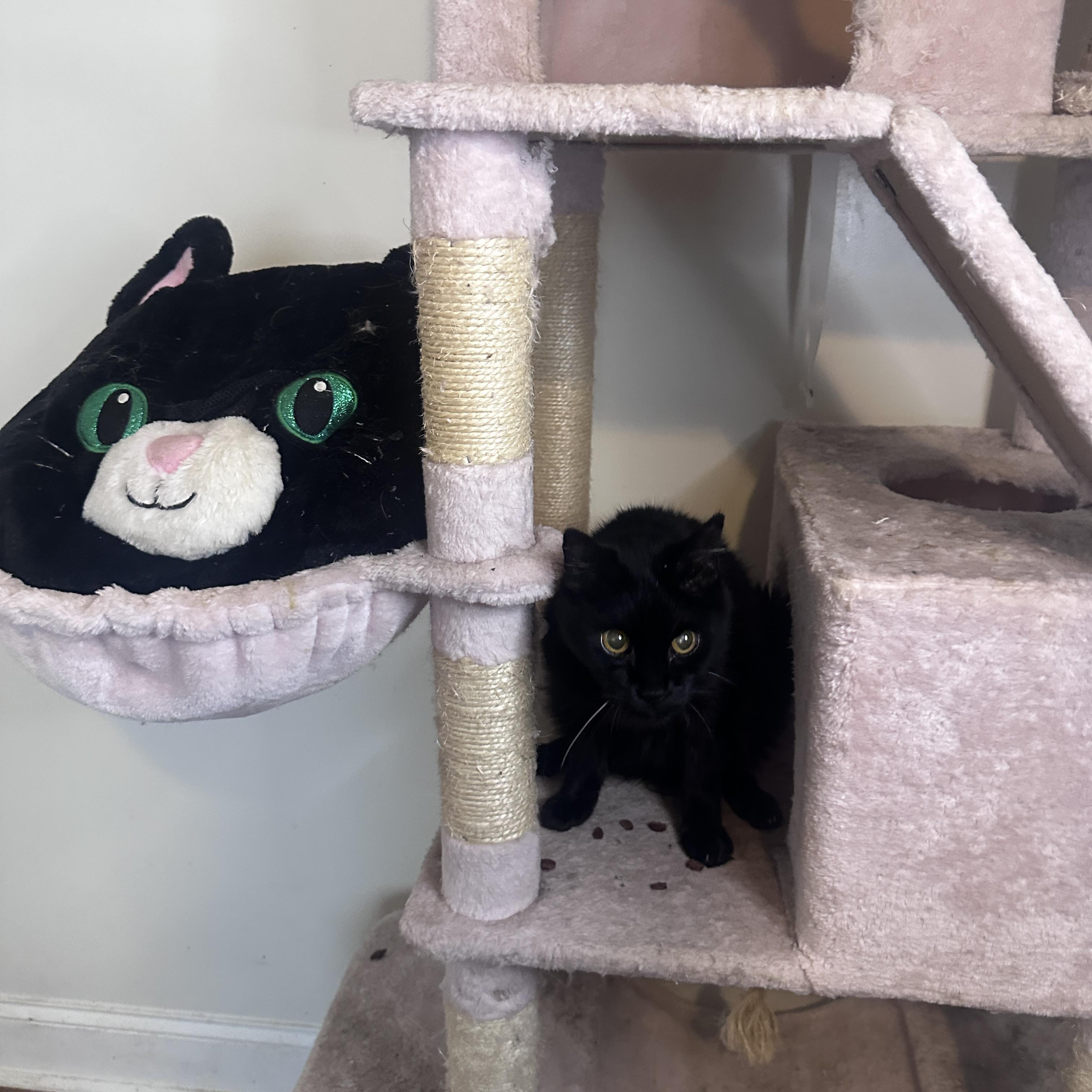 Gary, a ADOPTABLE American Shorthair in Nashville, TN image 2/4