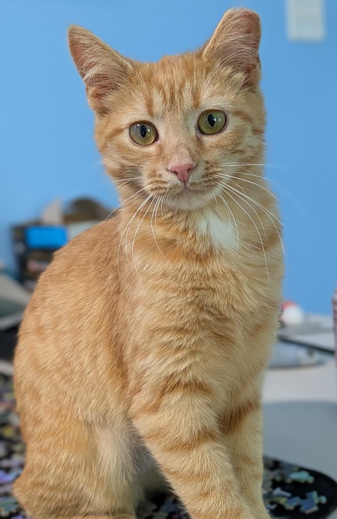 Enlarge Chicken Noodle Soup26, a Adoptable mixed breed in Youngsville, NC image 1/2