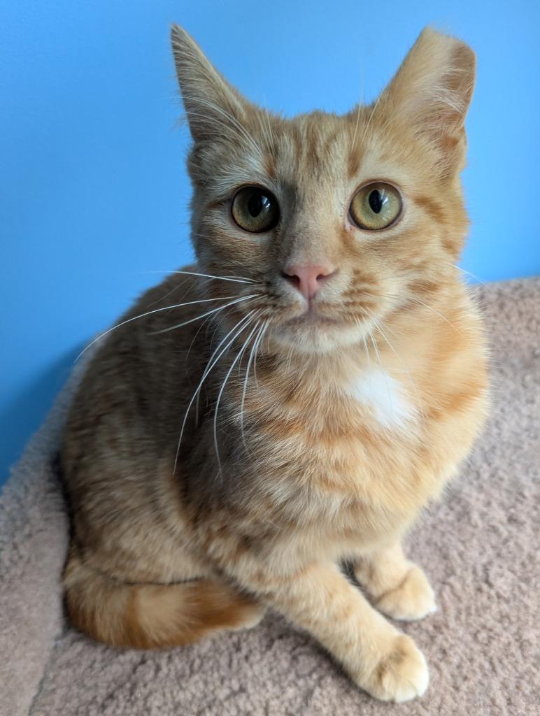 Enlarge Chicken Noodle Soup26, a Adoptable mixed breed in Youngsville, NC image 2/2