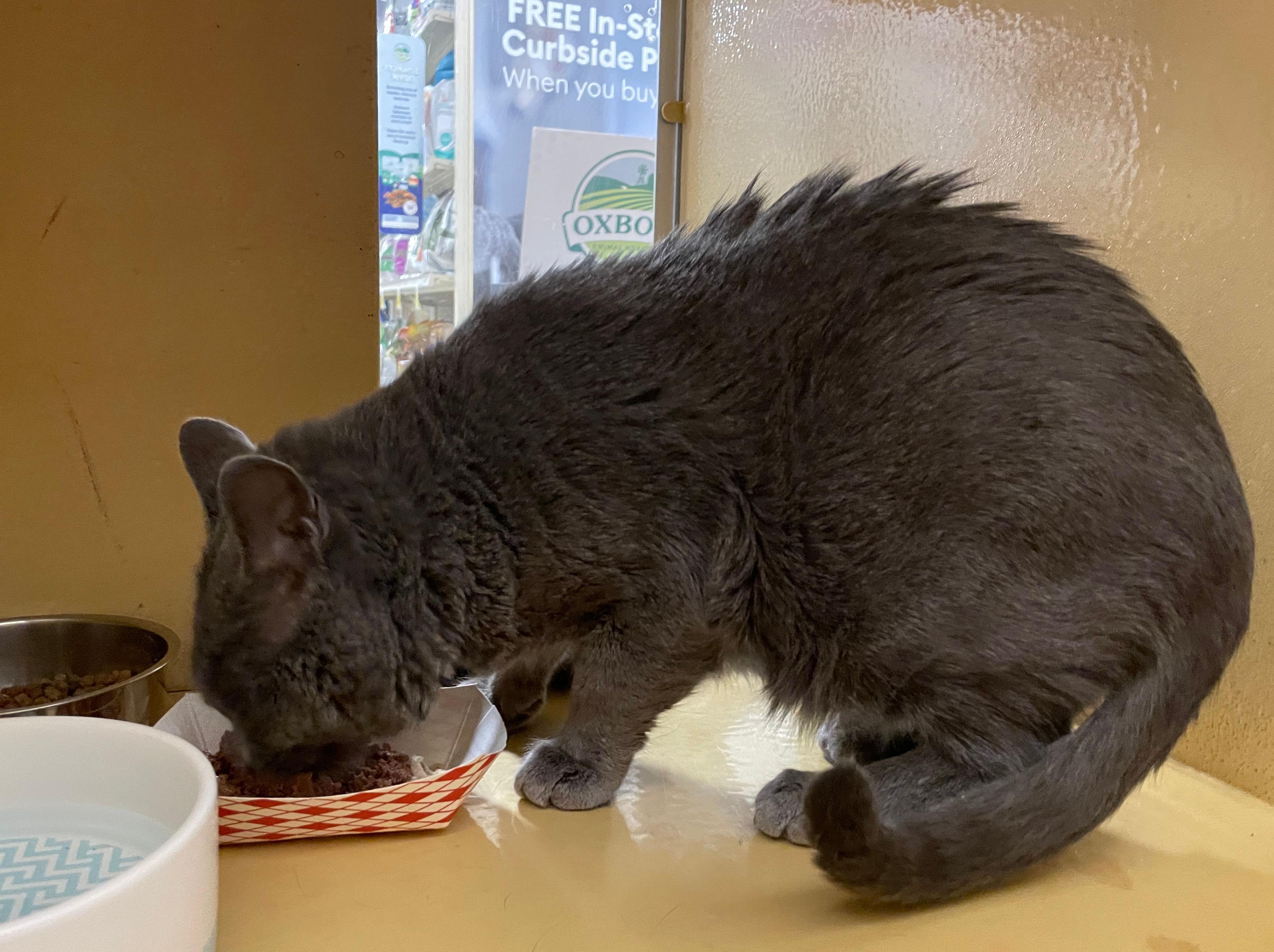 Enlarge Roger, an adopted Domestic Short Hair in Melrose, MA image 3/4