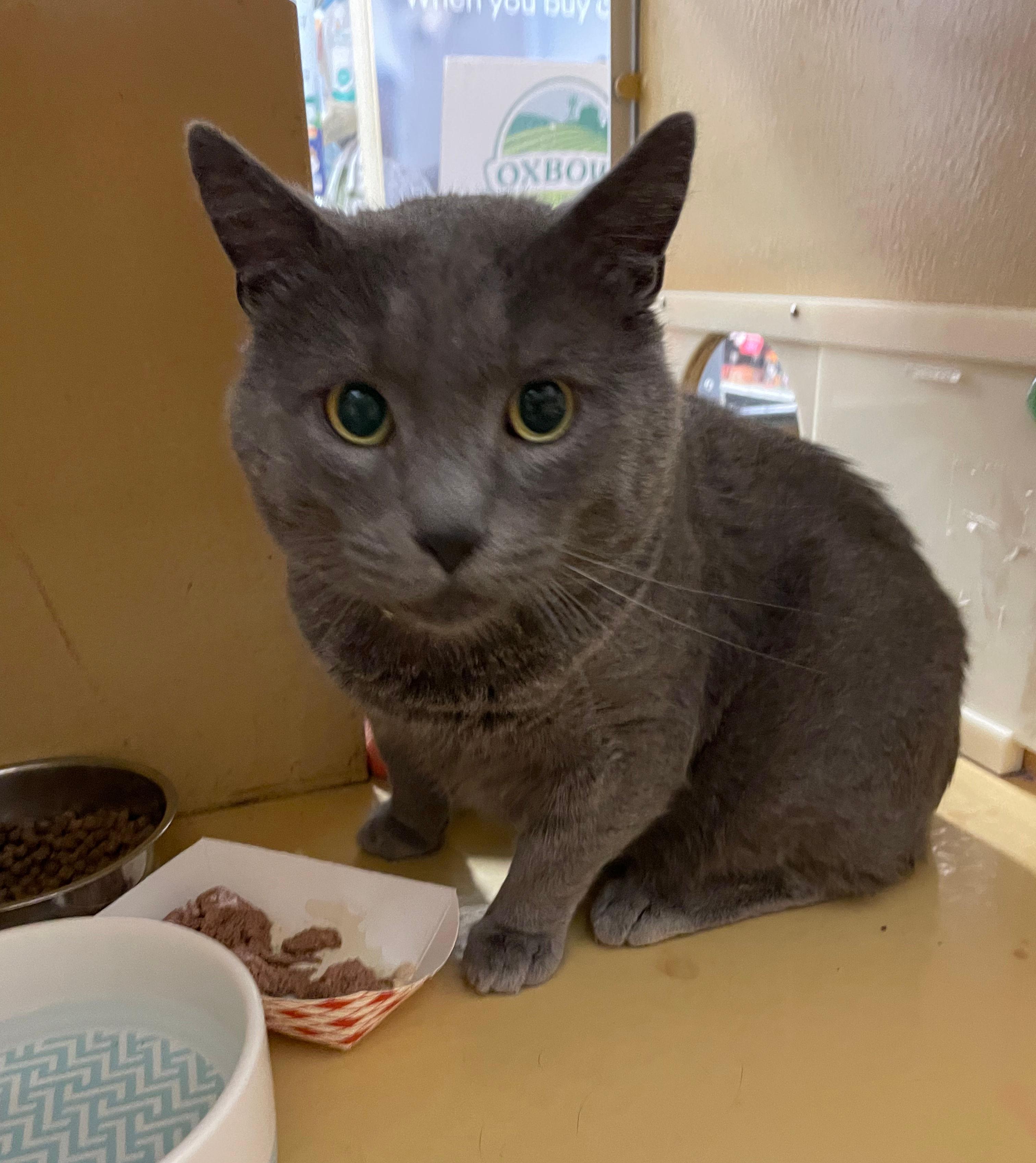 Roger, adopted, Young Male Domestic Short Hair.