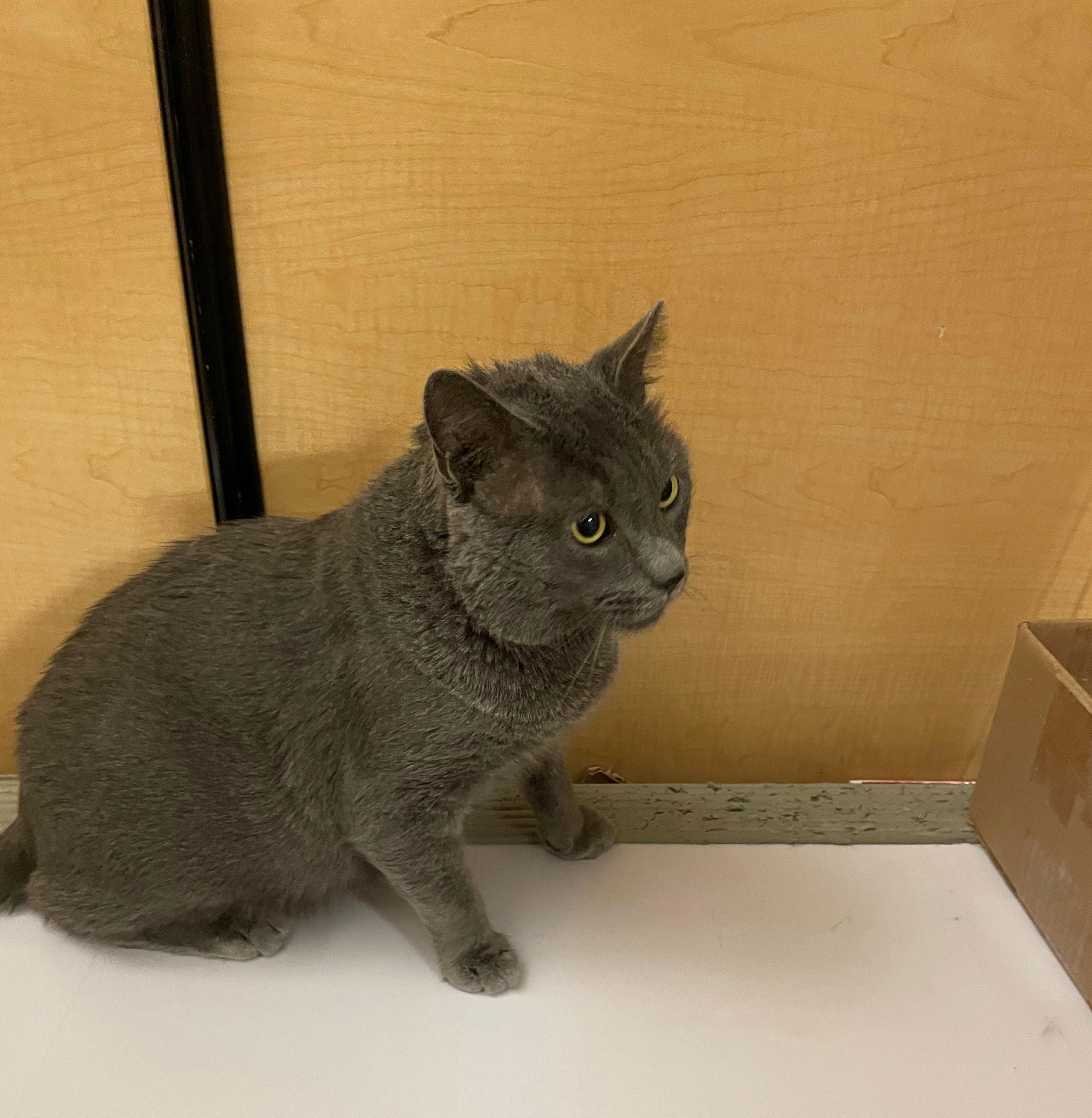 Enlarge Roger, an adopted Domestic Short Hair in Melrose, MA image 2/4