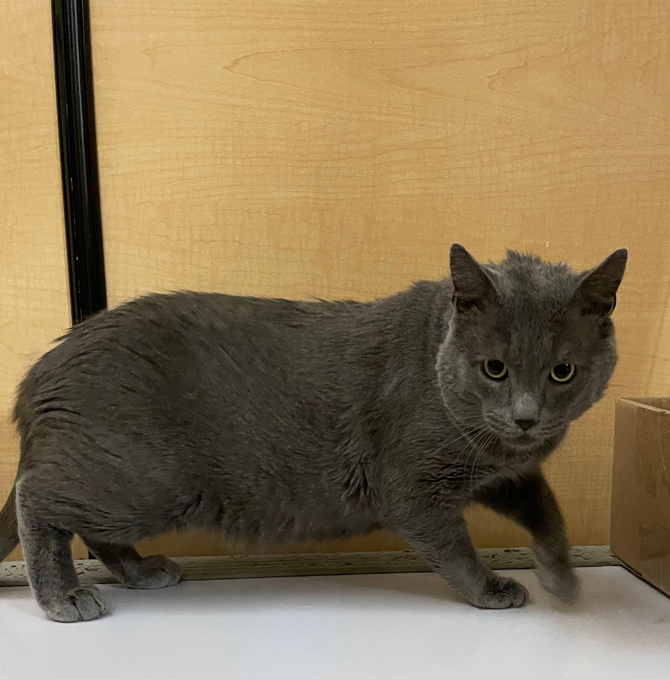 Enlarge Roger, an adopted Domestic Short Hair in Melrose, MA image 4/4