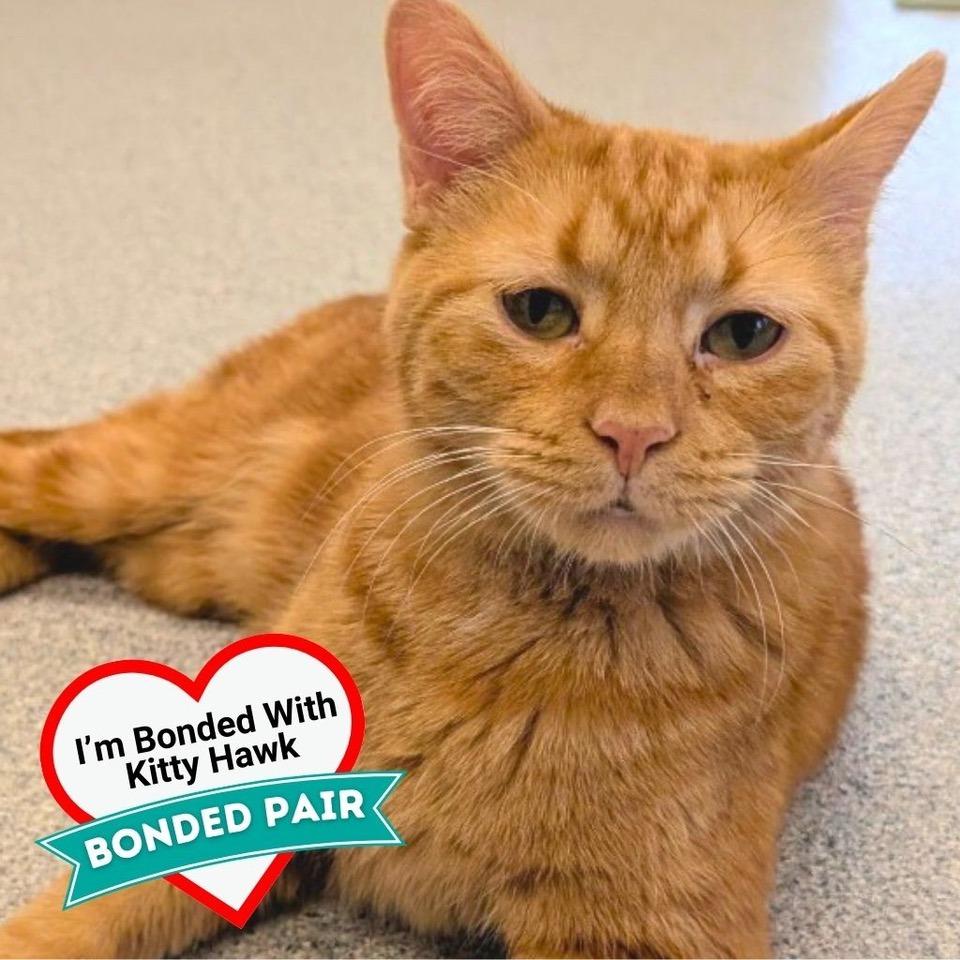 Tiny, Adoptable, Adult Male Domestic Short Hair.