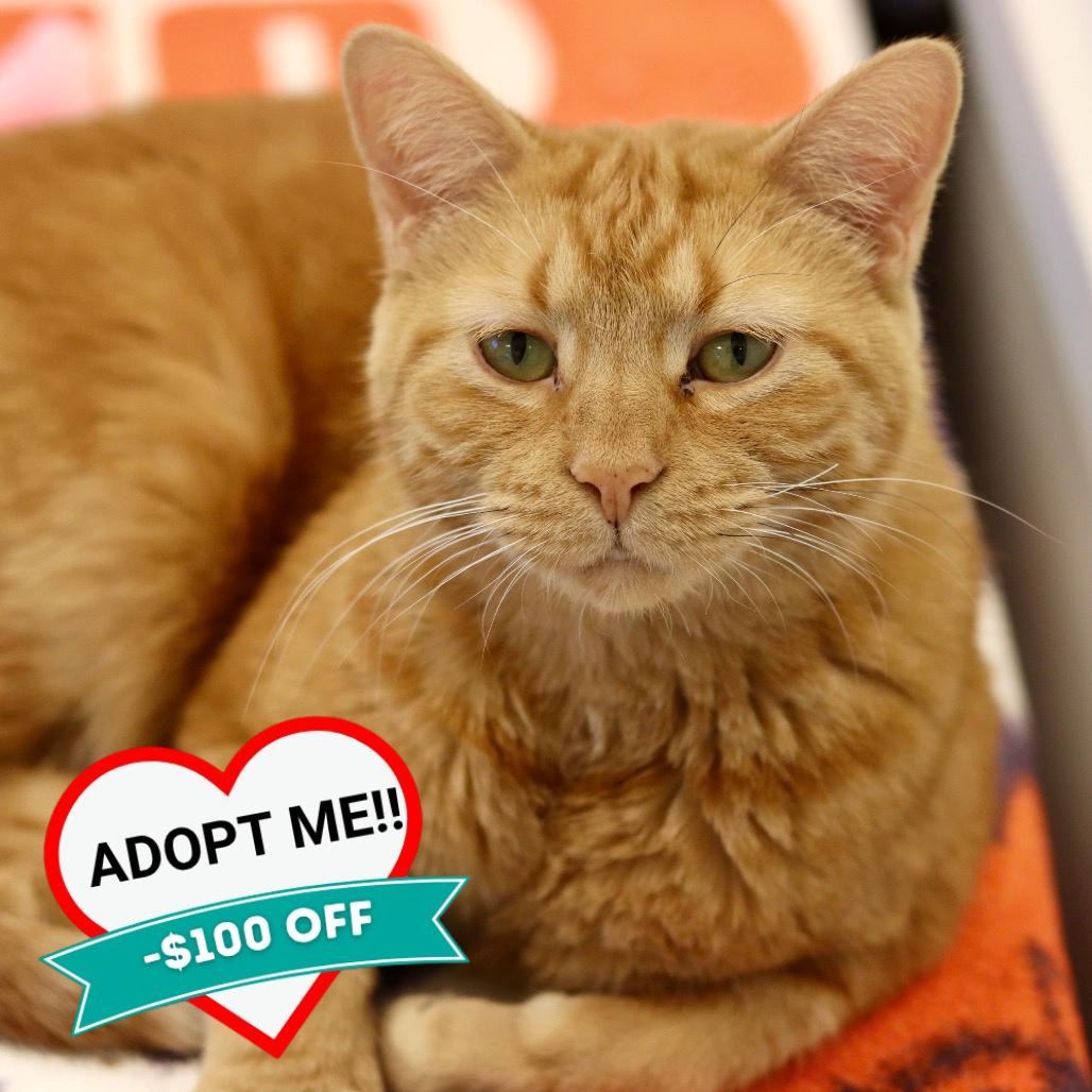 Enlarge Tiny, a Adoptable Domestic Short Hair in Wheeling, IL image 1/6