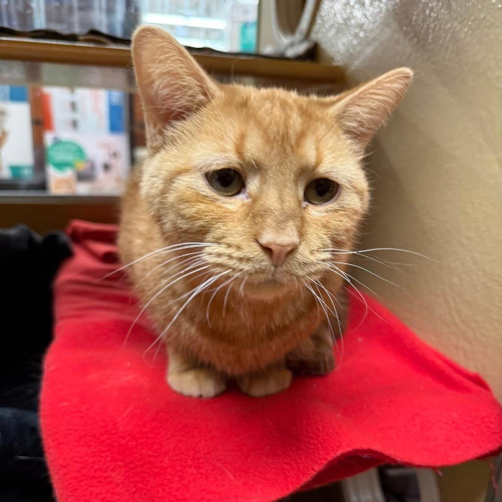 Tiny, Adoptable, Adult Male Domestic Short Hair.