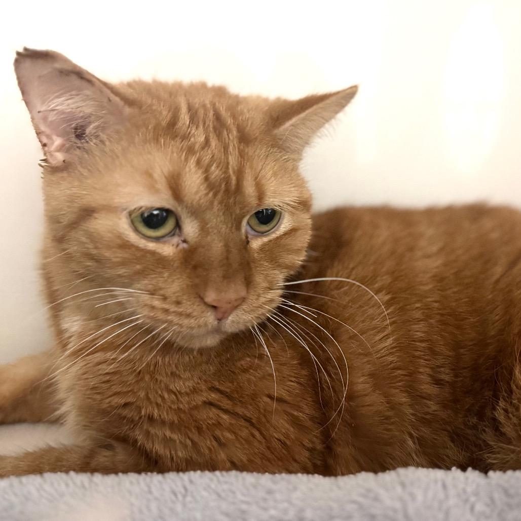 Tiny, a Adoptable Domestic Short Hair in Wheeling, IL image 2/6