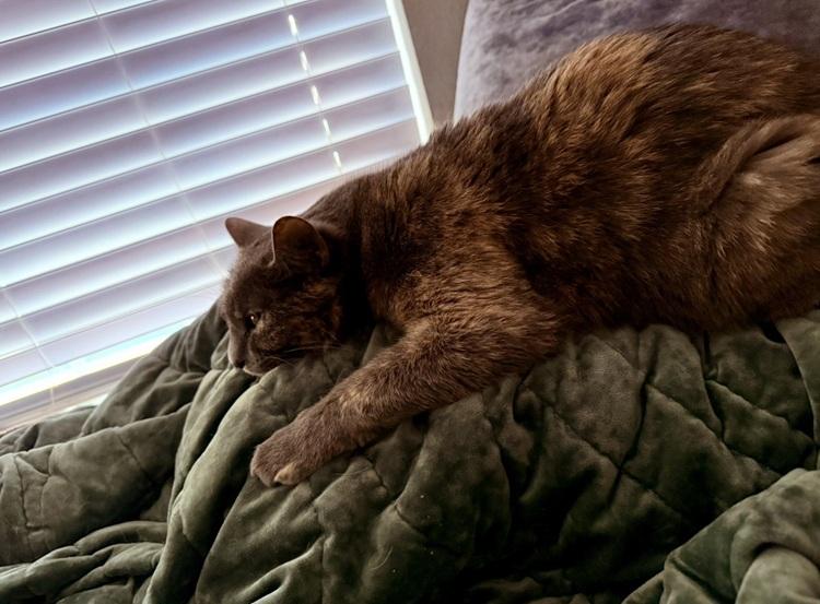 Valentine, ADOPTABLE, Young Female Manx & American Shorthair.