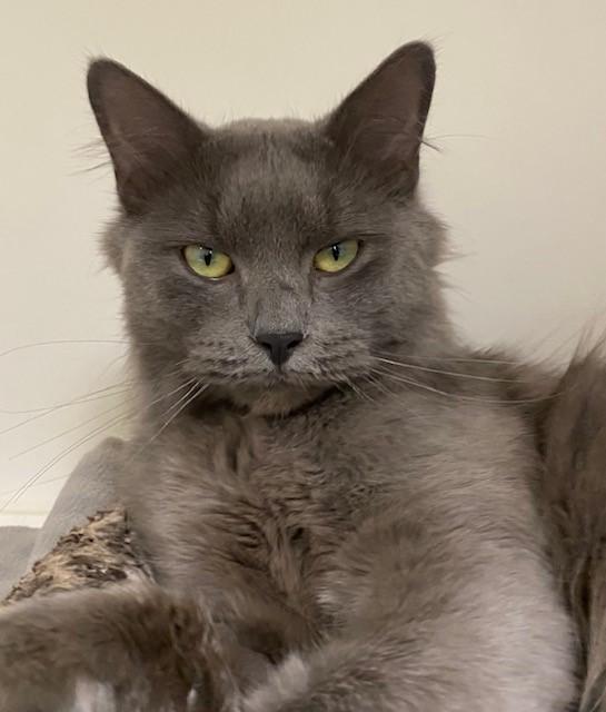 Enlarge Grayson, a ADOPTABLE Domestic Medium Hair in Coquitlam, BC image 1/1