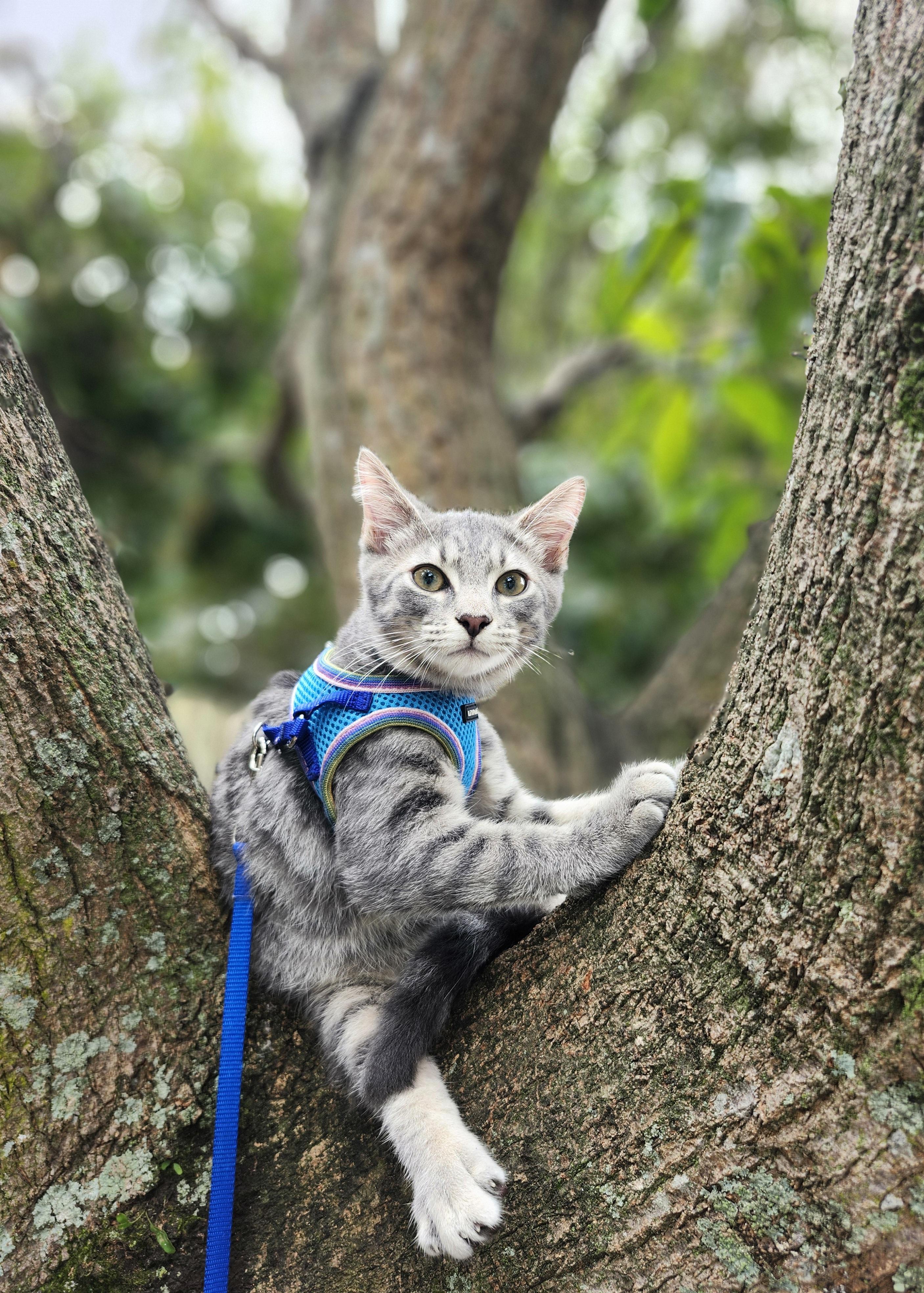 Caelum, Adoptable, Kitten Male Domestic Short Hair.