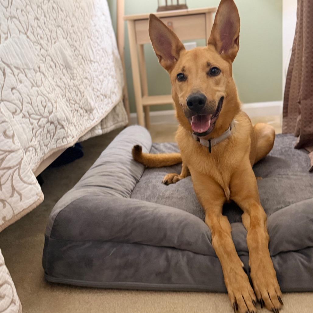 Aero, Adoptable, Adult Female Mixed Breed.