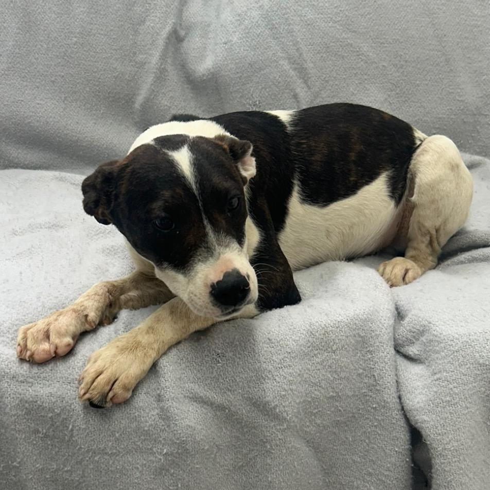 Hudson, Adoptable, Young Male Terrier.