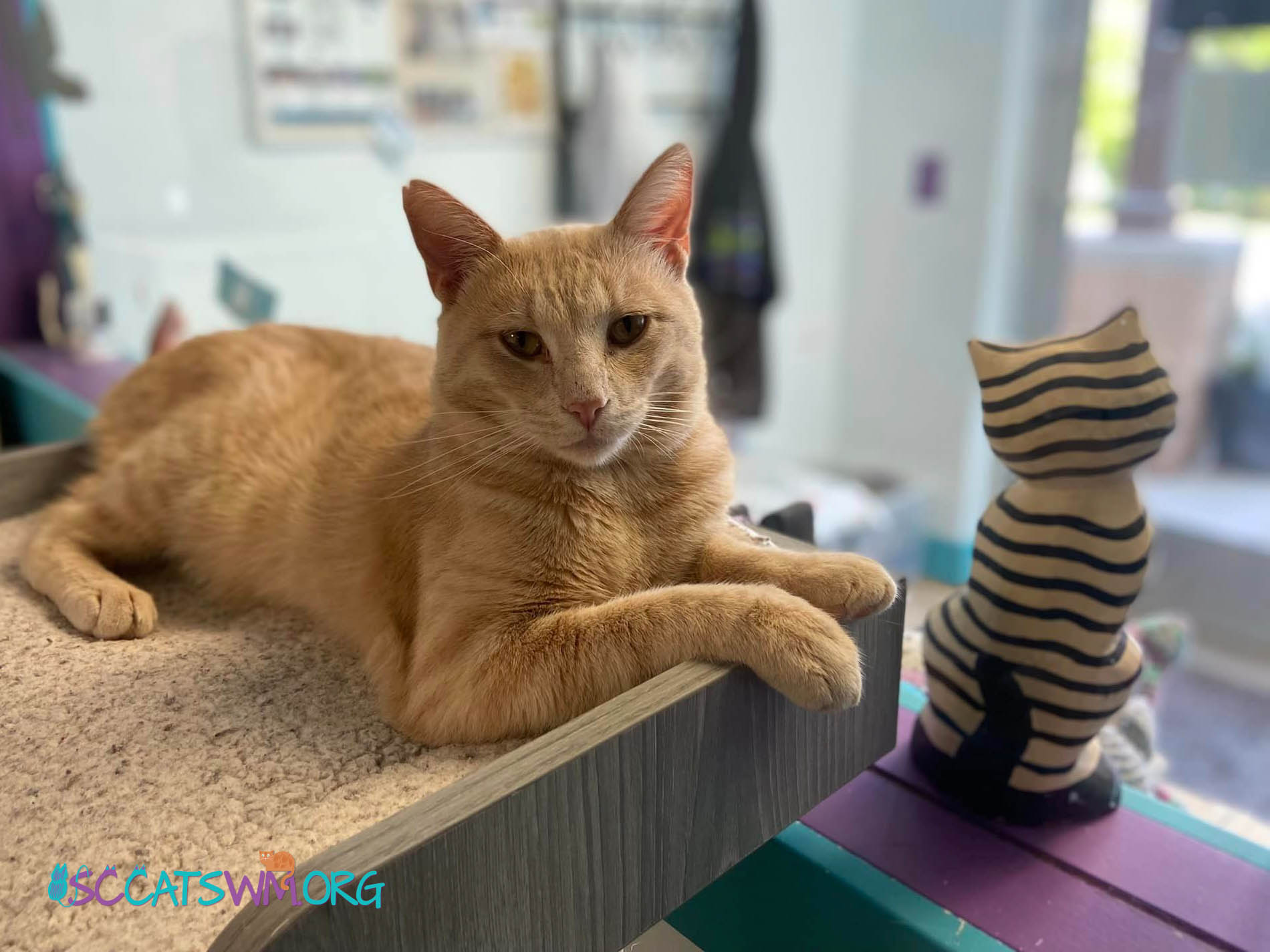 Diesel, an adoptable Tabby in Grand Rapids, MI_image-5