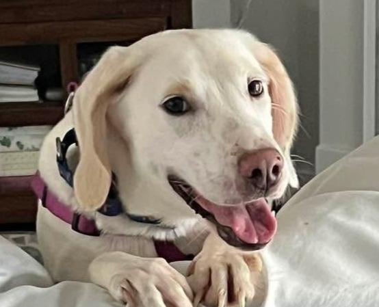 Enlarge Summer, a Adoptable mixed breed in Louisa, VA image 1/6