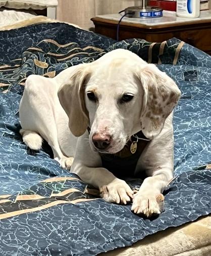 Enlarge Summer, a Adoptable mixed breed in Louisa, VA image 3/6