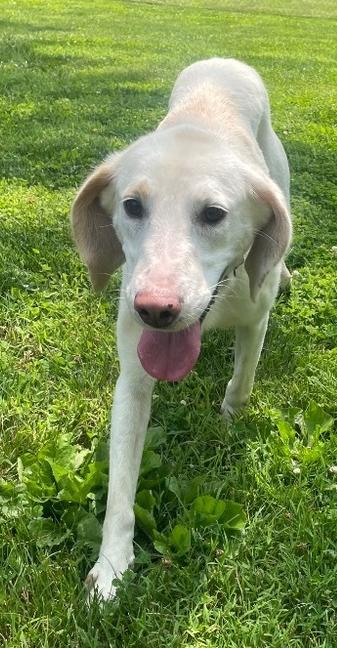 Enlarge Summer, a Adoptable mixed breed in Louisa, VA image 4/6