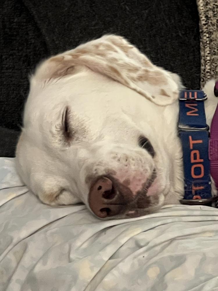 Enlarge Summer, a Adoptable mixed breed in Louisa, VA image 5/6