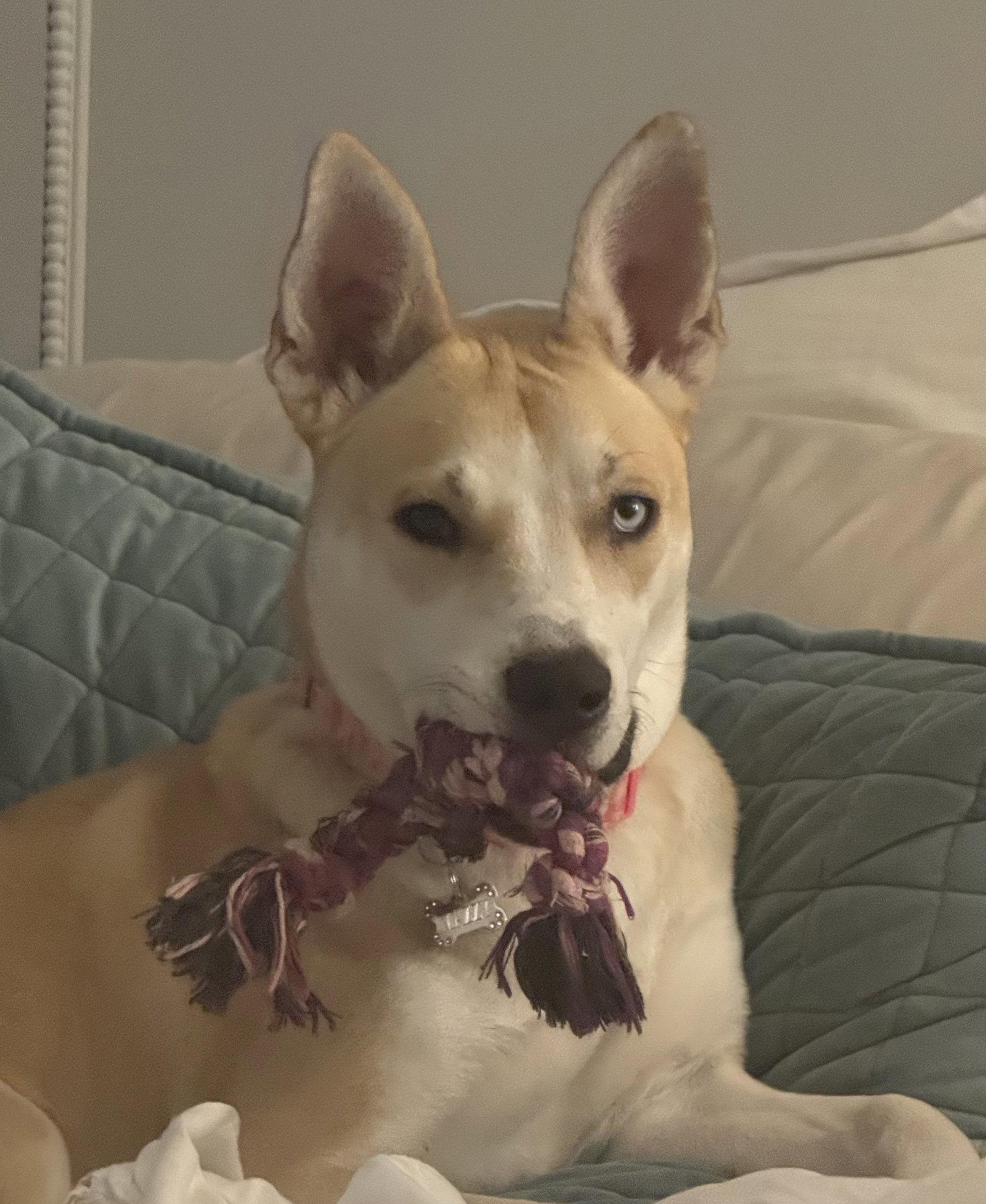 MAZZY, Adopted, Young Female Husky.