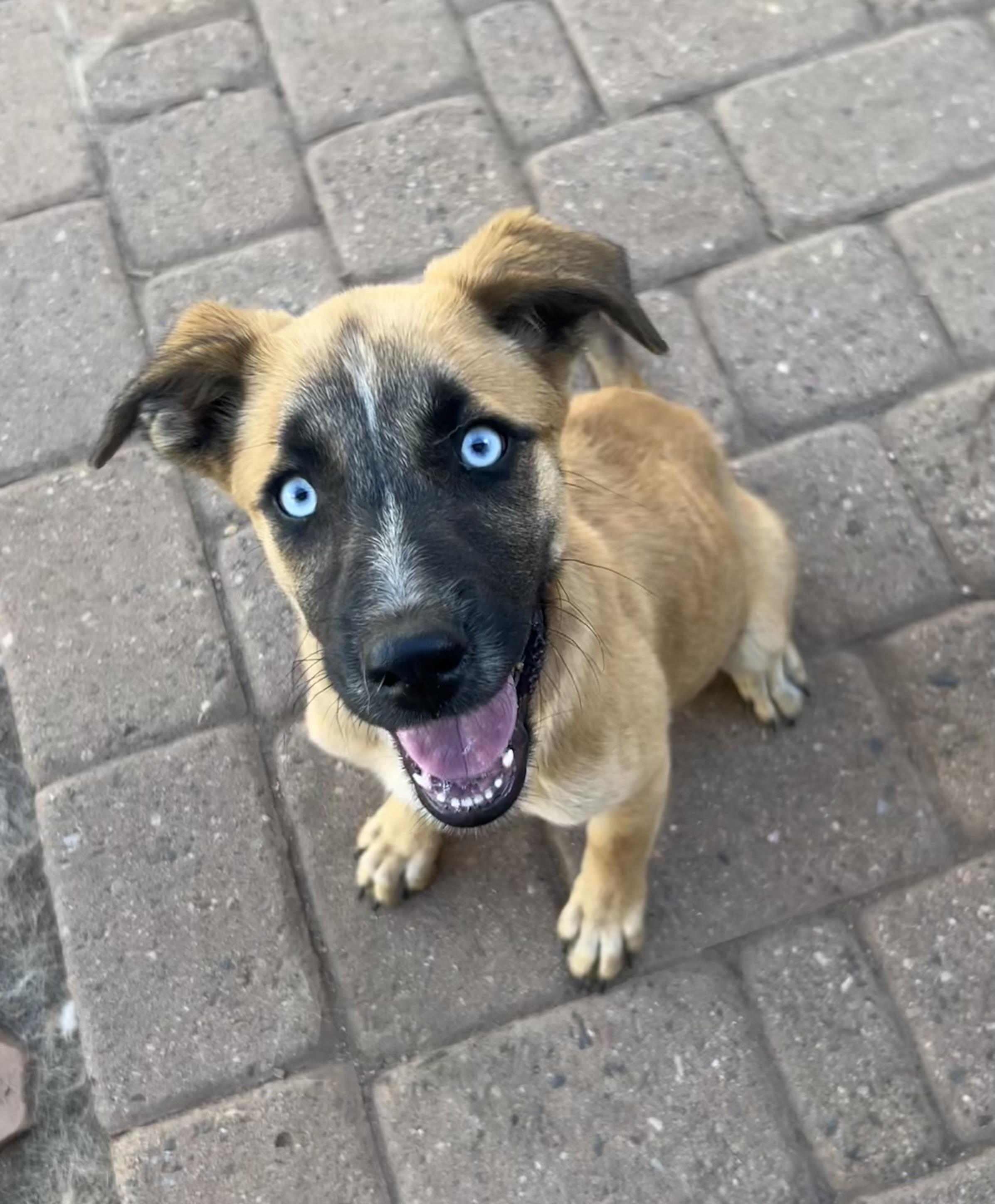 Azure, ADOPTABLE, Puppy Female Australian Cattle Dog / Blue Heeler.