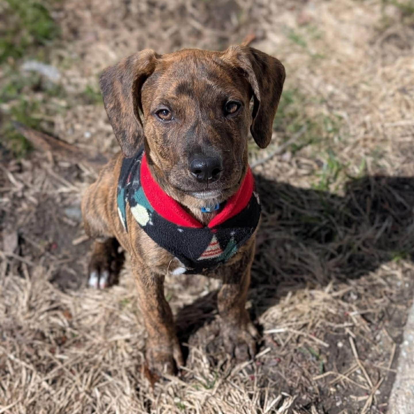 Enlarge Juno, an adopted mixed breed in Salem, NH image 1/4