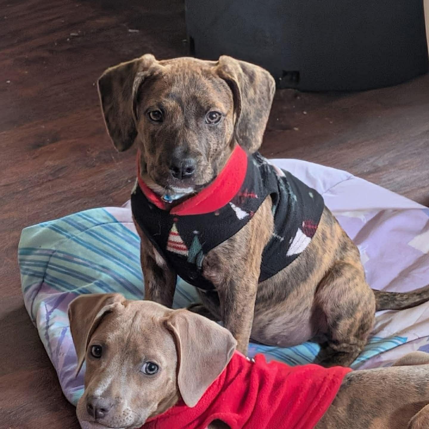 Enlarge Juno, an adopted mixed breed in Salem, NH image 4/4