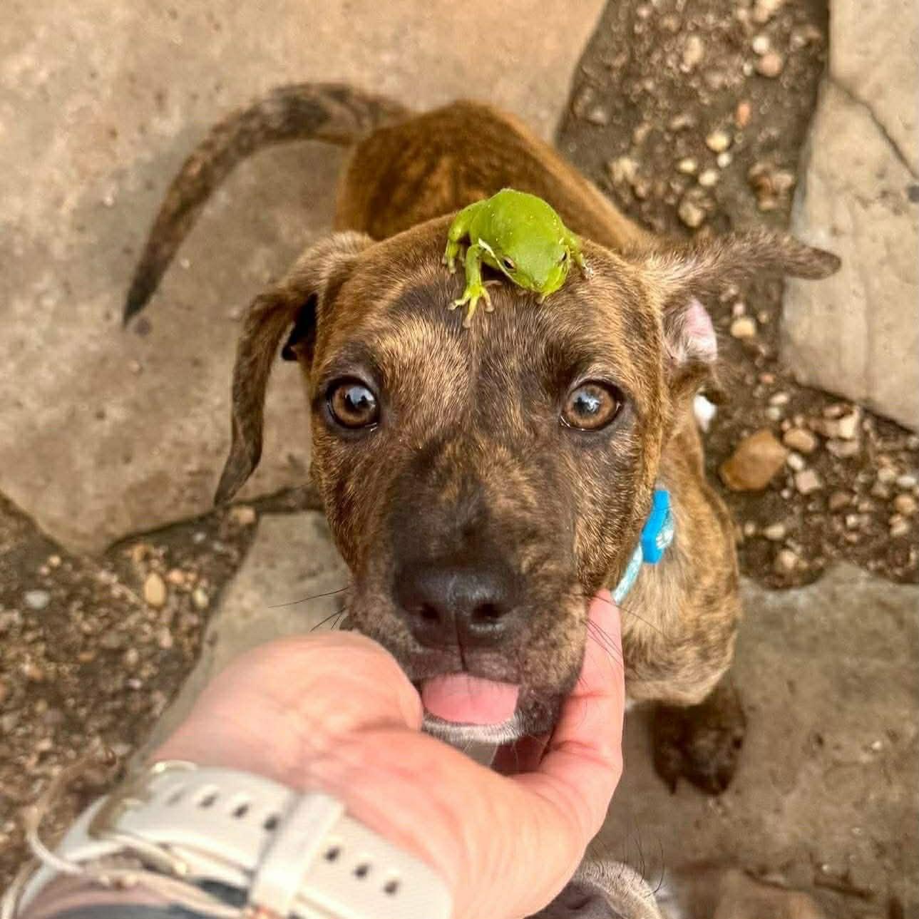 Enlarge Juno, an adopted mixed breed in Salem, NH image 3/4