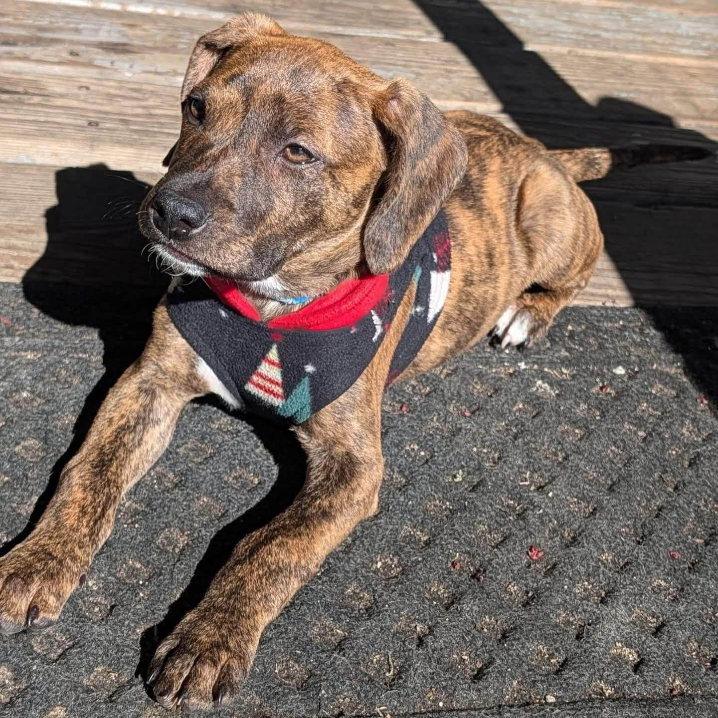 Enlarge Juno, an adopted mixed breed in Salem, NH image 2/4