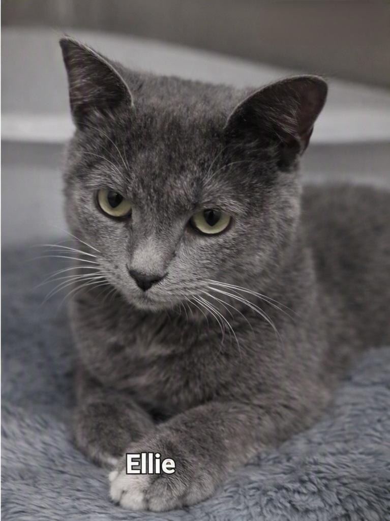 Ellie, adopted, Kitten Female Domestic Short Hair.