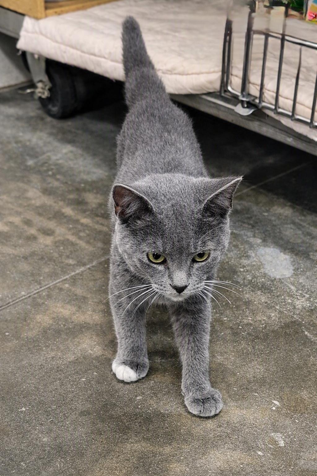 Enlarge Ellie, an adopted Domestic Short Hair in Morganton, NC image 2/2