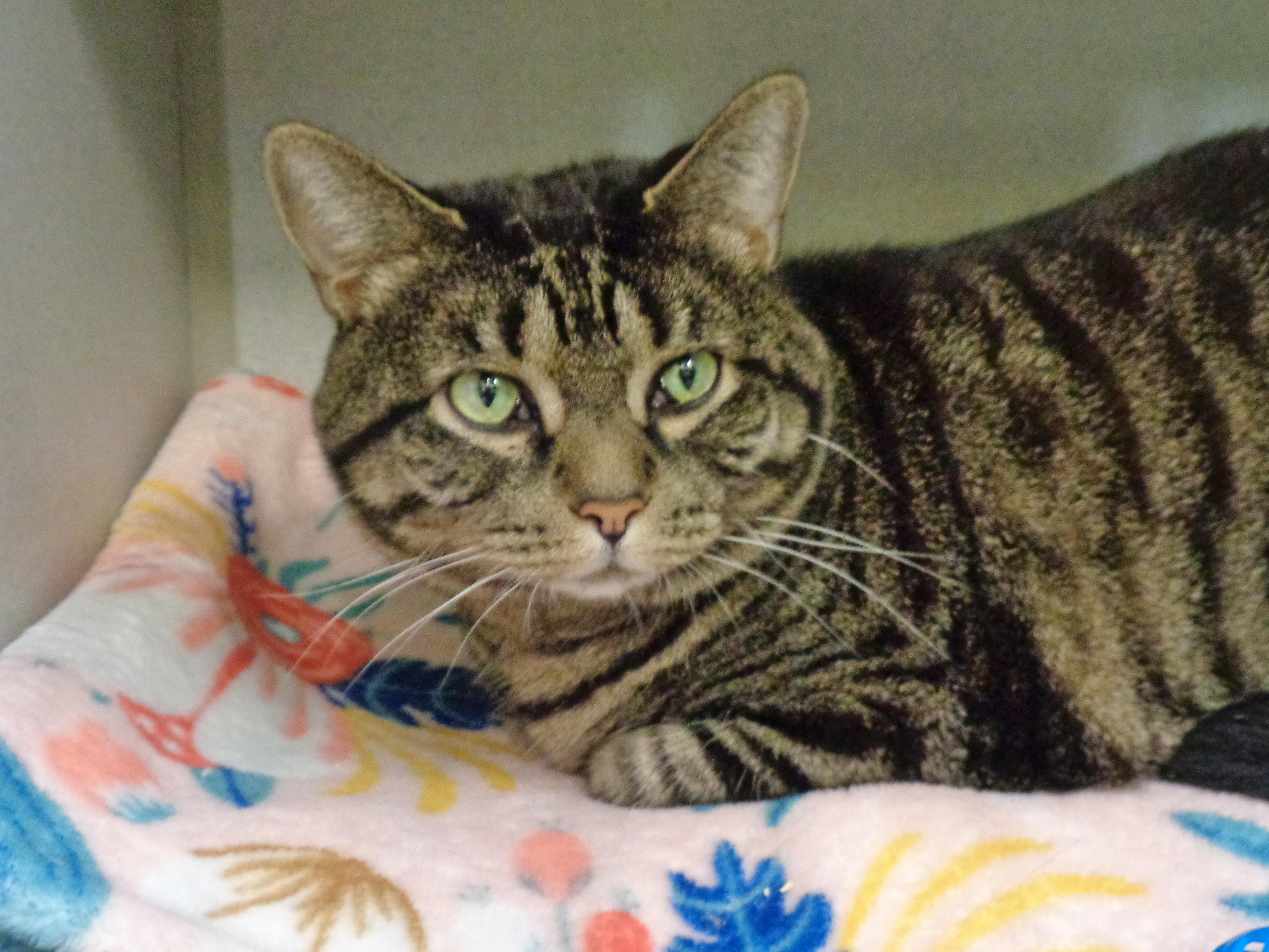 FRANKLIN, ADOPTABLE, Young Male Tiger.
