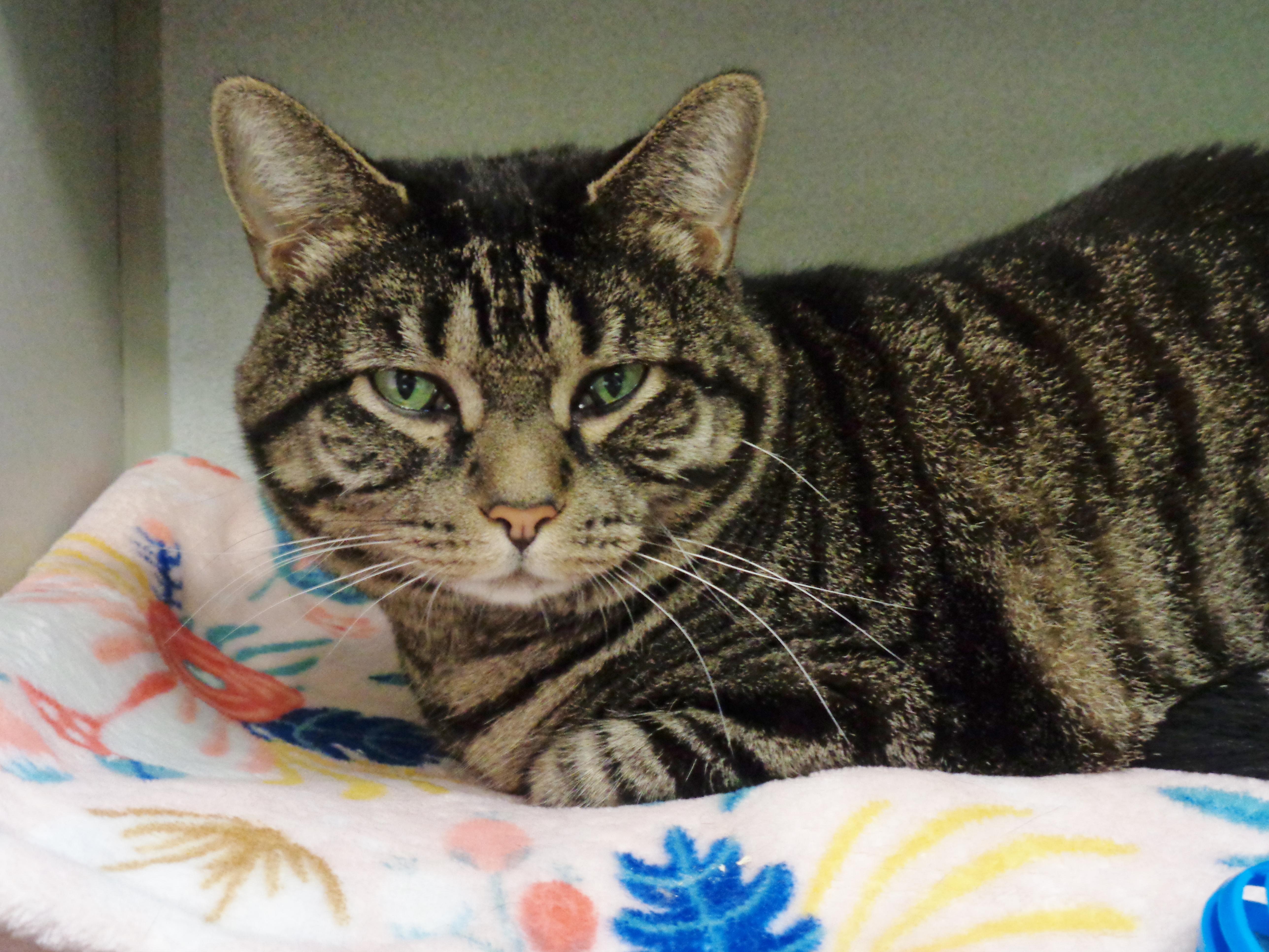 Enlarge FRANKLIN, a ADOPTABLE Tiger in Delhi, NY image 5/5