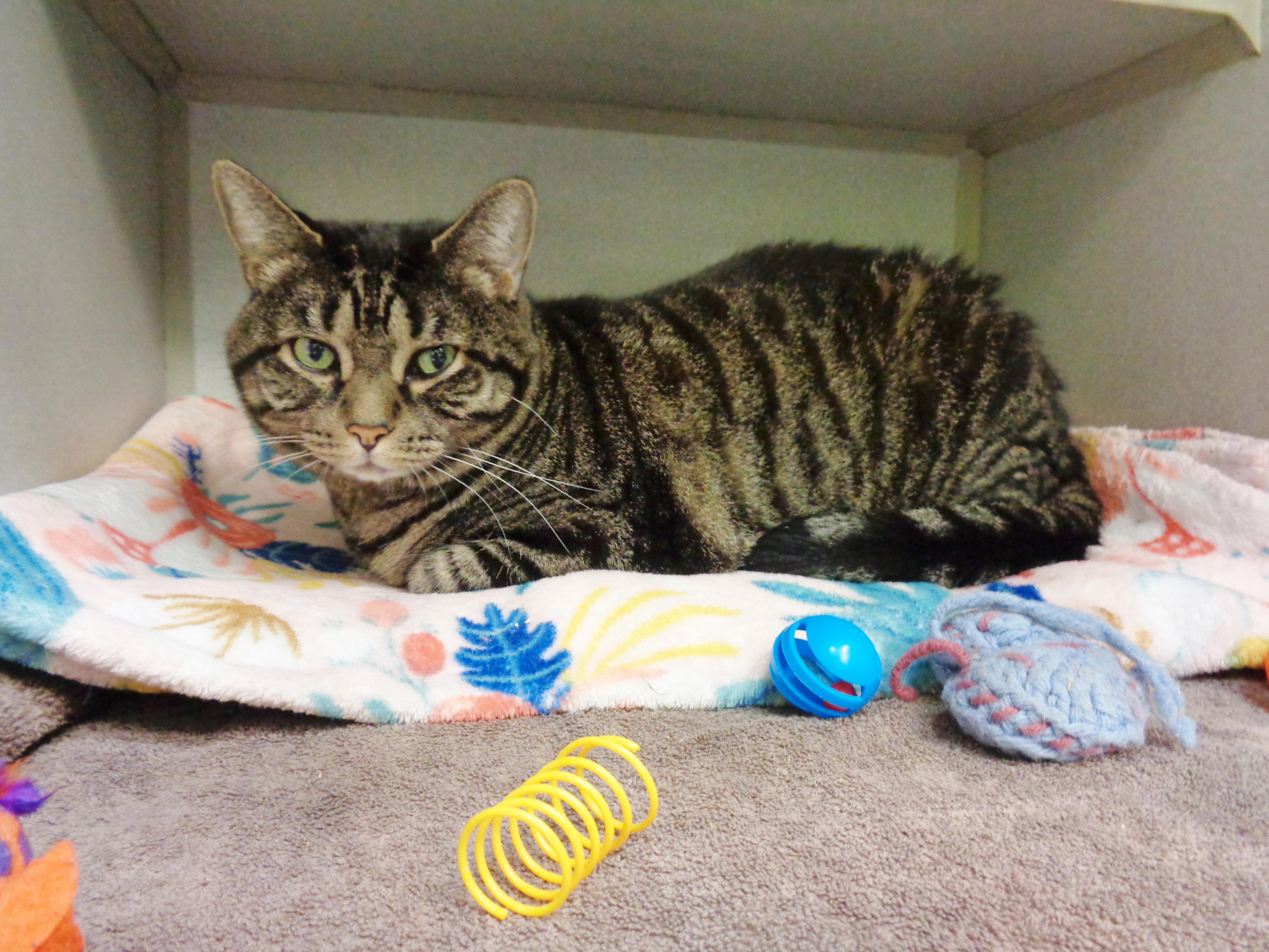 Enlarge FRANKLIN, a ADOPTABLE Tiger in Delhi, NY image 2/5