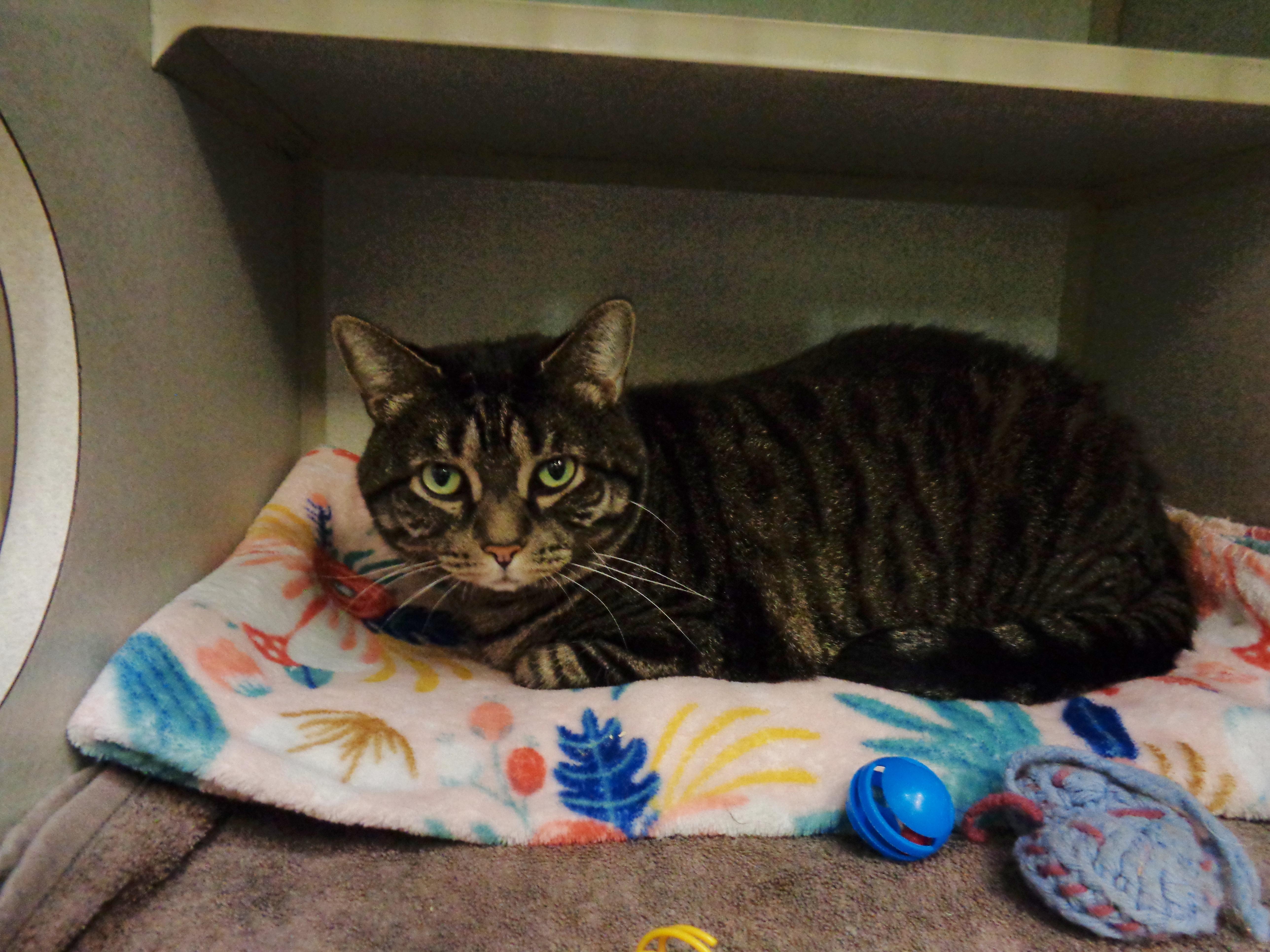 Enlarge FRANKLIN, a ADOPTABLE Tiger in Delhi, NY image 3/5