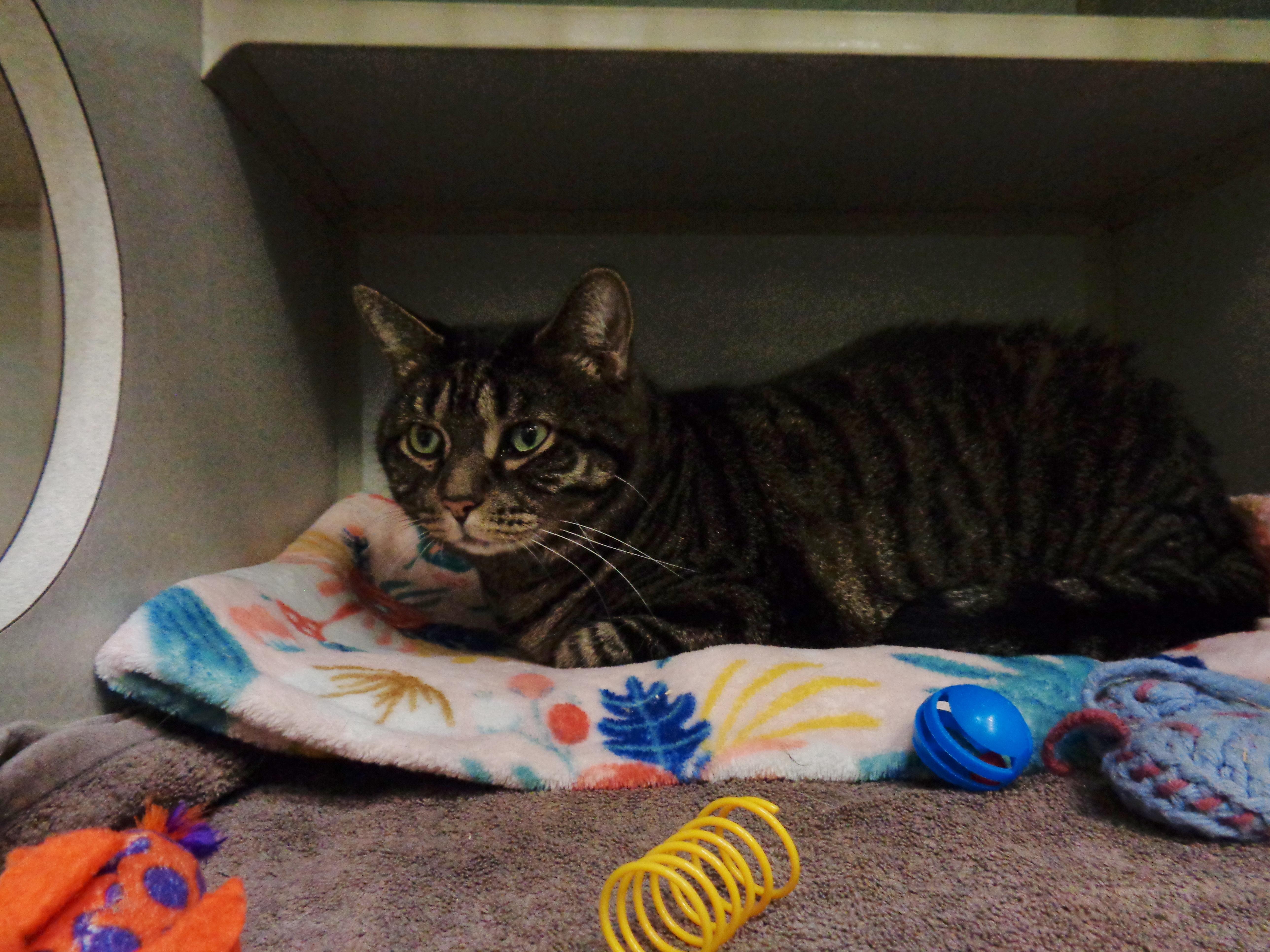Enlarge FRANKLIN, a ADOPTABLE Tiger in Delhi, NY image 4/5