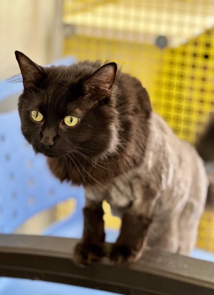 Toby, Adoptable, Adult Male Domestic Long Hair.