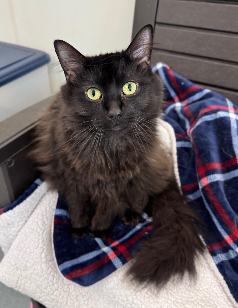 Toby, a Adoptable mixed breed in Cumberland, ME image 2/6