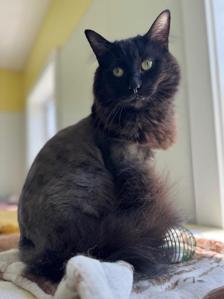 Toby, a Adoptable mixed breed in Cumberland, ME image 4/6