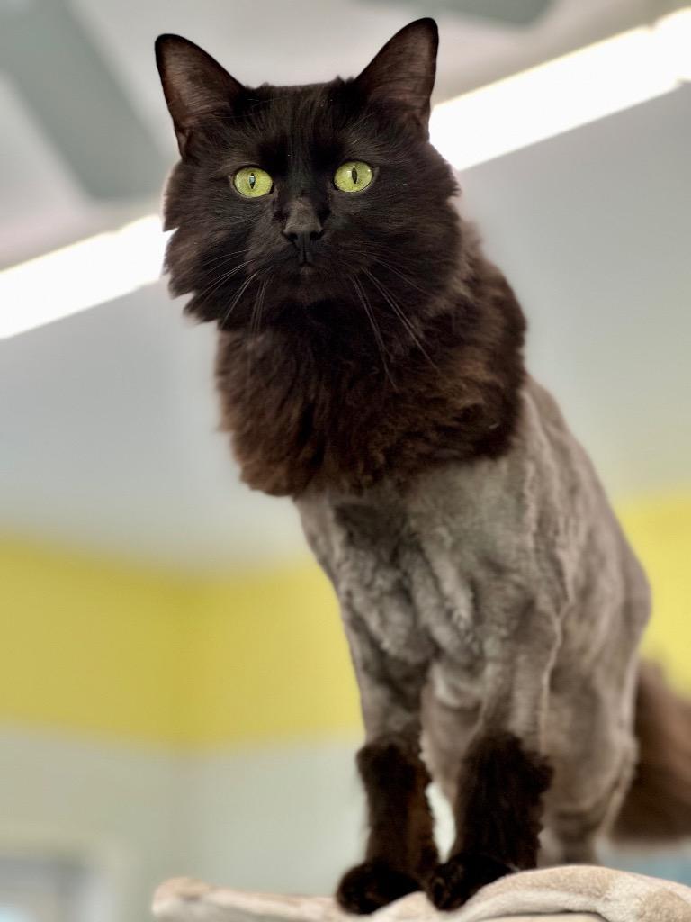 Toby, a Adoptable mixed breed in Cumberland, ME image 5/6