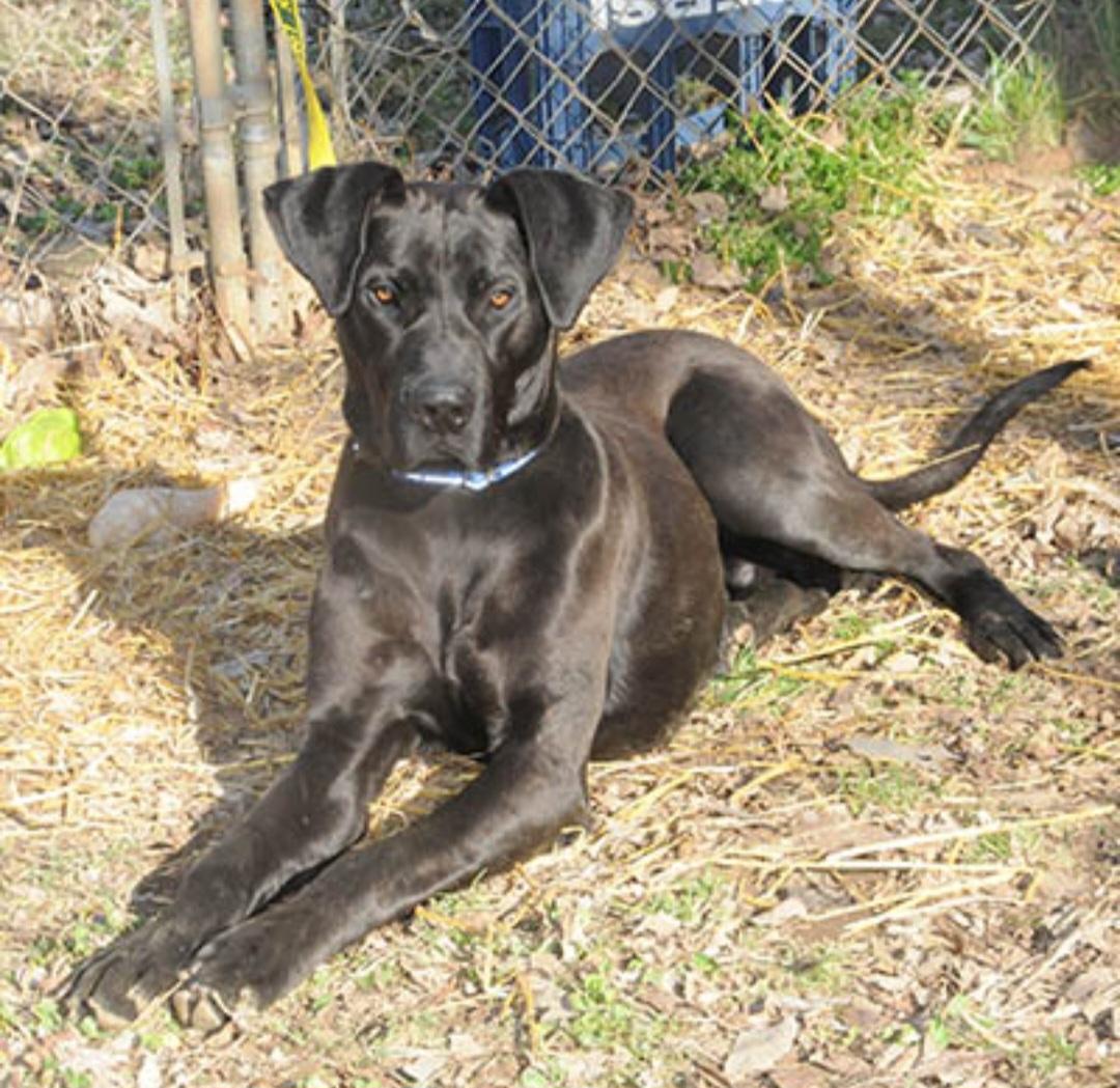 Enlarge Lucas (GREAT Family Dog), a Adoptable mixed breed in Newfoundland, PA image 3/4