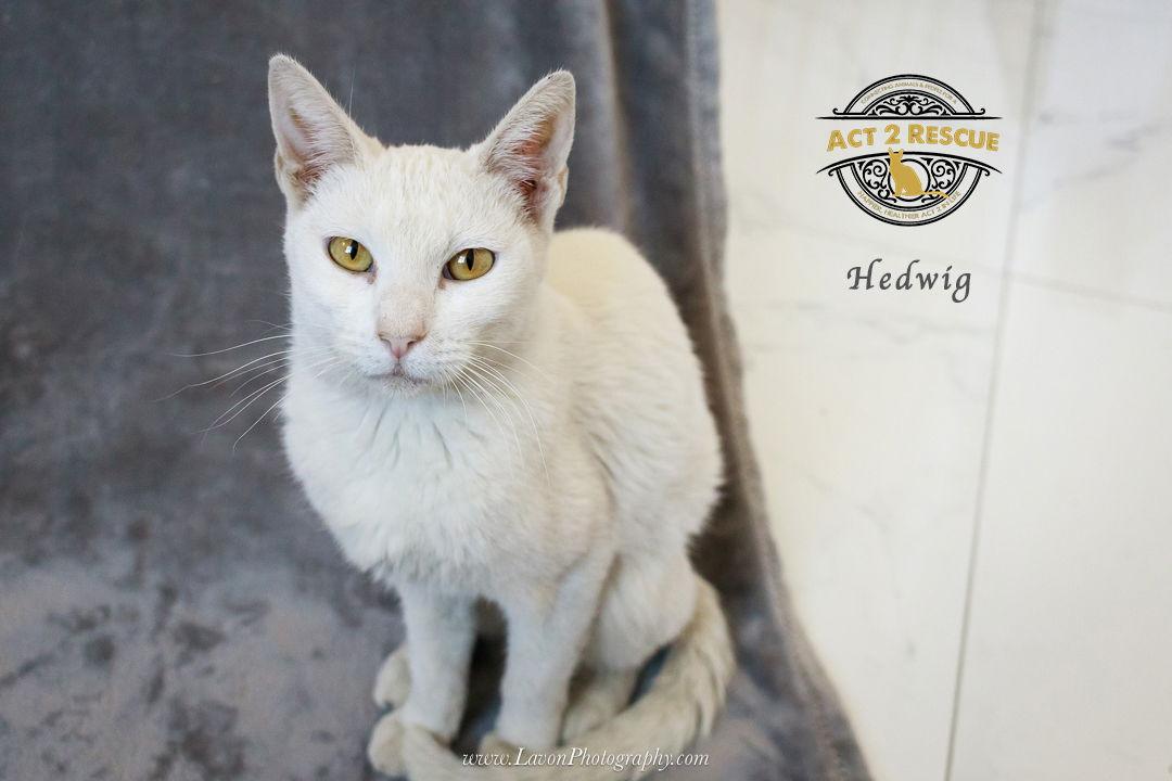 Enlarge Hedwig, a Adoptable Domestic Short Hair in Riverside, CA image 1/3
